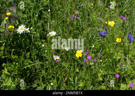 summer floral meadow with meadow cranesbill, wild geranium, ox-eye daisy / Chrysanthemum leucanthemum, buttercups, flowering grasses UK June Stock Photo