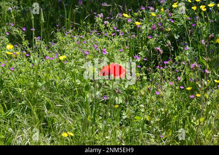 Summer flower meadow with poppies, buttercups, wild geraniums and flowering grasses UK June Stock Photo