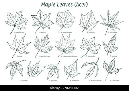 Set of various leaves of trees. Common leaf... - Stock Illustration  [107980731] - PIXTA
