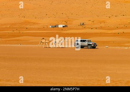 An all-terrain vehicle drives through the Wahiba Sands desert in Oman with two camels in tow Stock Photo