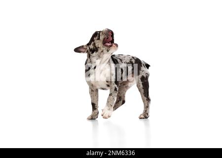 Beautiful dog. Studio image of purebred French bulldog in spotted color barking, playing over white background. Concept of pets, domestic animal, care Stock Photo