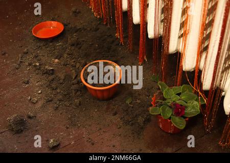 Broken flower pot, damaged houseplant. A mischievous cat has caused chaos in the living room by tipping over several potted plants. Concept of damage Stock Photo