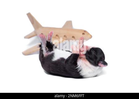 Ten days old excellent puppies of the Welsh Corgi Pembroke; is isolated on a white background, studio Stock Photo