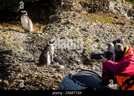Magellanic Penguin (Spheniscus magellanicus), Tuckers Islets, Whiteside Canal, PN Alberto de Agostini, Tierra del Fuego, Patagonia, Chile Stock Photo