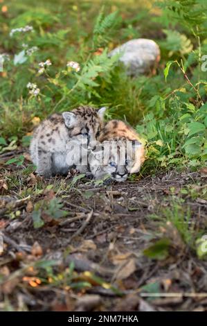 Cougar Kittens (Puma concolor) Huddle Together Autumn - captive animals Stock Photo