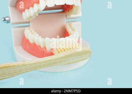 Dental Teeth Model dentures and wooden toothbrush on blue background, close-up.Model of jaw is used to demonstrate how human teeth and jaw clean on bl Stock Photo