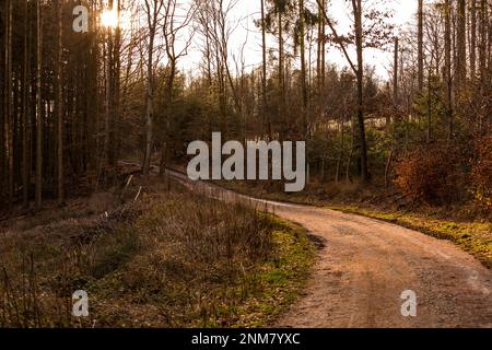Beautiful view of a light-filled forest path in the forest with backlight Stock Photo