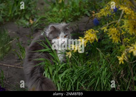 Funny curious happy cat playing in nature. Cute cat fun playing on green grass. Stock Photo