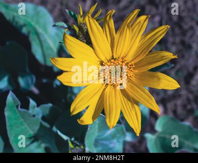 Close up of a Arrowleaf Balsamroot wildflower in full bloom Stock Photo
