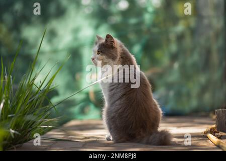 Adorable funny cat playing on backyard. Little funny cat sitting outdoors. Stock Photo