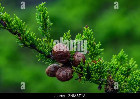 Monterey Cypress, Hesperocyparis macrocarpa, cones and leaves at Point Lobos State Natural Reserve, California, USA Stock Photo