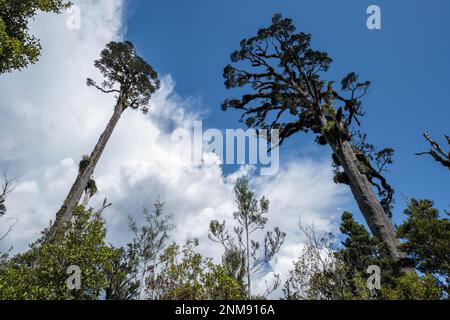 Kahikatea (white pine) trees growing beside the the Kahikatea Swamp Forest Walk, Ship Creek, near Haast, South Island, New Zealand Stock Photo