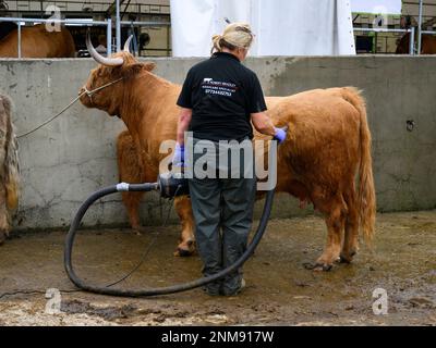 Female farmer & Highland cow standing in cattle wash (blowing warm air on clean animal, blow-dry) - Great Yorkshire Show 2022, Harrogate, England, UK. Stock Photo