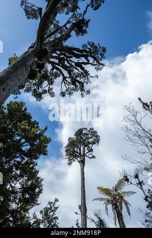 Kahikatea (white pine) trees growing beside the the Kahikatea Swamp Forest Walk, Ship Creek, near Haast, South Island, New Zealand Stock Photo