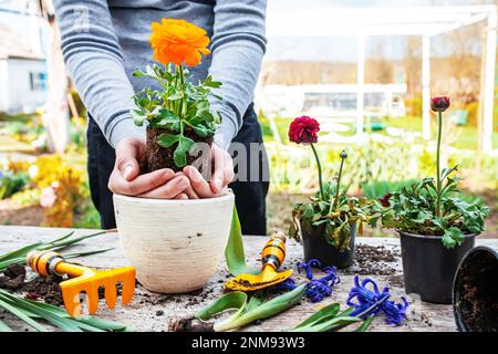 The farmer's hands Ranunculus asiaticus, held with roots in the tuber of the earth. Blooming ugly bushes Persian buttercup, Yellow variety M-Sakura in Stock Photo