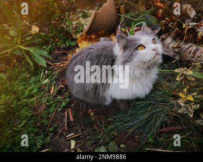 Cat in a colorful flowery autumn garden. Cat sits in the autumn fall garden next to blooming flowers. Stock Photo
