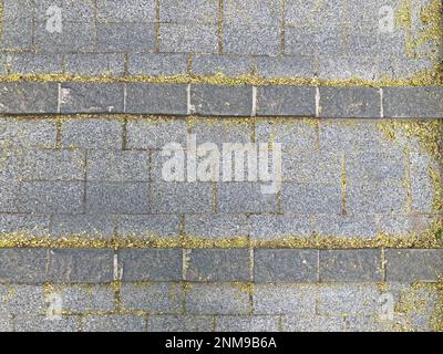 The texture of the paved tile on the bottom of the street. Cement brick squared stone floor background. Concrete paving slabs. Paving slabs Stock Photo