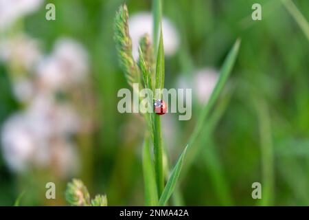 Ladybug on the green grass Stock Photo