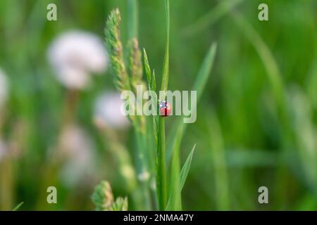Ladybug on the green grass Stock Photo