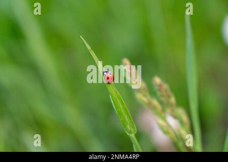 Ladybug on the green grass Stock Photo