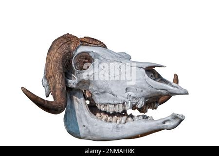 Female Muskox skull isolated - smaller horn covering brain than male so she has a larger brain Stock Photo