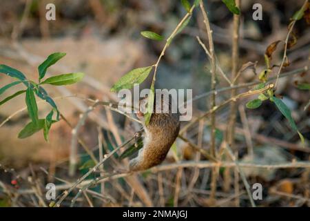 Field mouse climbing on branches in thickets. Czech republic Stock Photo