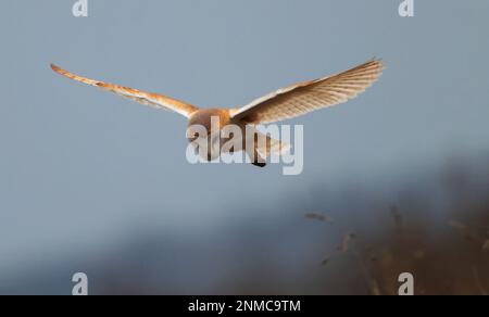 Bar Owl i(Tyto alba) n the Cotswold Hills Gloucestershire UK Stock Photo