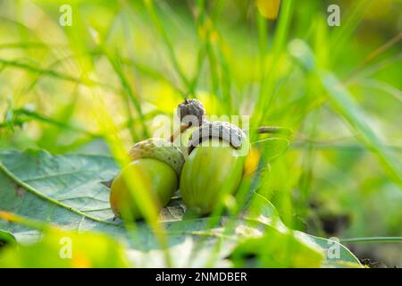 Two acorns lie on an oak leaf Stock Photo