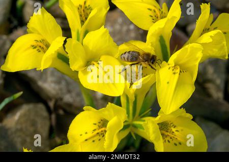 Danford Iris Bee Iris danfordiae alpine plants rockery stone Stock Photo