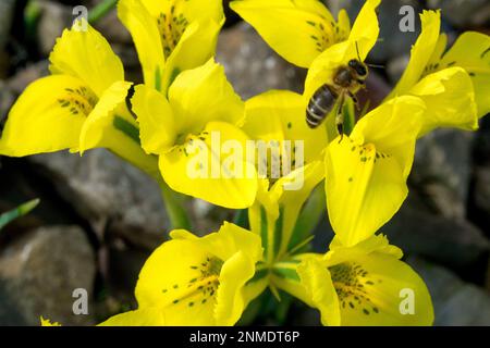 Iris Bee, Reticulated Iris, Bee on Flower, Iris dwarf, Yellow, Irises, Danford Iris danfordiae Garden Spring Flowers Stock Photo