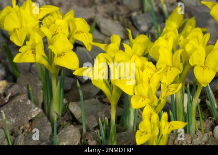 Yellow, Irises, Dwarf, Iris danfordiae, Winter, Rock garden, Danford Iris, Alpine Stock Photo