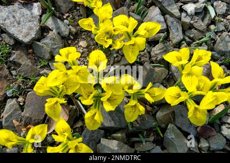 Late Winter, Rock garden, Perennial, Plants, Flowering, Irises, Rockery, Garden February Iris danfordiae Stock Photo