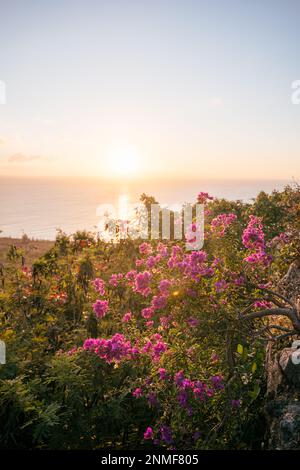 Lila flowers on the shore with sunset in Pingtung, Taiwan Stock Photo