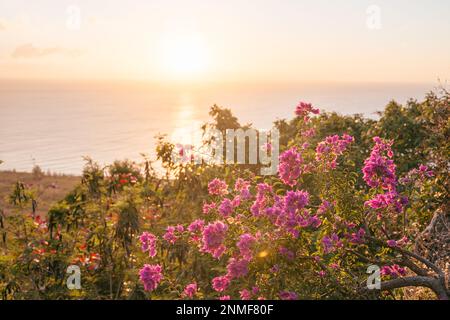 Lila flowers on the shore with sunset in Pingtung, Taiwan Stock Photo