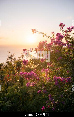 Lila flowers on the shore with sunset in Pingtung, Taiwan Stock Photo