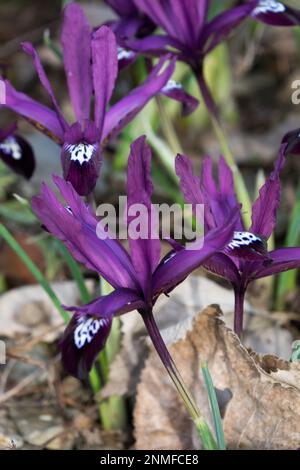Reticulata iris with long, narrow leaves, flowering in early spring, rock garden Stock Photo