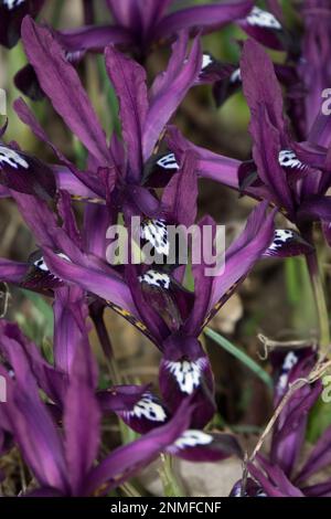 February, Flowers, Garden, Herbaceous, Plant, Dwarf iris, Reticulated Iris, Rockery, Season, Winter Stock Photo