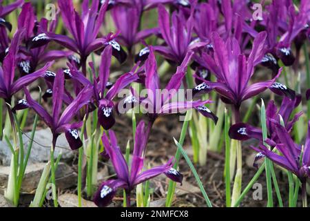 Reticulated Iris, Iris reticulata 'Pauline', Mauve, Flowers, Dwarf, Iris Pauline, Rockery, Garden Stock Photo