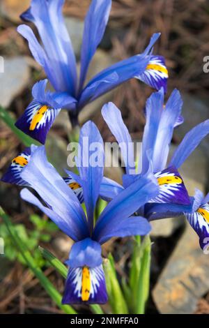 Rockery, Garden, Iris reticulata 'Gordon', Dwarf iris 'Gordon', Blue Irises, Flowers, Winter Stock Photo