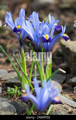 Iris reticulata 'Gordon', Reticulated Iris, Dwarf iris, February, Flower, Garden Stock Photo