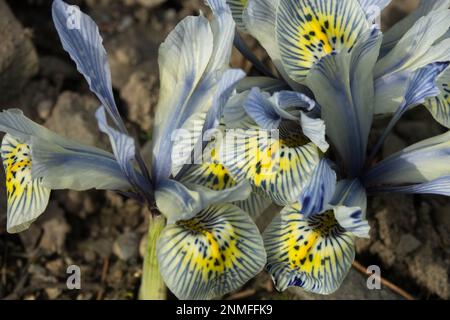 Rockery, Garden, Iris reticulata 'Katharine Hodgkin' Dwarf Iris 'Katharine Hodgkin', Pale Blue Flowers, Winter Stock Photo