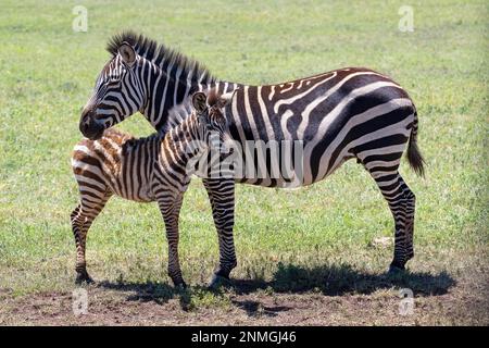 Plains zebra (Equus quagga) or horse zebra, mare with foal, 6 months old, Ngorongoro Conservation Area, Tanzania Stock Photo