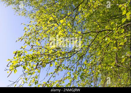Moor birch (Betula pubescens) Leaves, twigs and inflorescences in spring, Lower Saxony, Germany Stock Photo