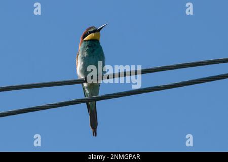 Bee-eater sitting on wire looking from front right against blue sky Stock Photo