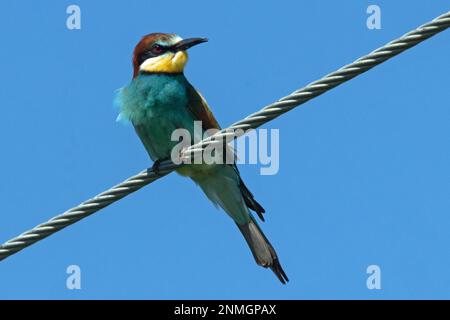 Bee-eater sitting on wire looking back from front right against blue sky Stock Photo