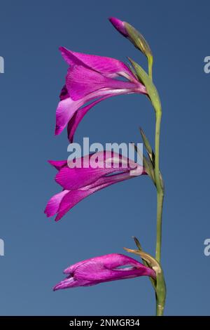 Swamp gladiolus Flower panicle with three open red flowers against a blue sky Stock Photo