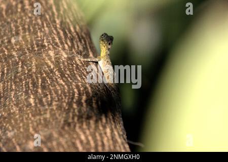 A Sulawesi lined gliding lizard (Draco spilonotus) moving on a tree in Tangkoko Nature Reserves, North Sulawesi, Indonesia. Latest research suggests that reptile richness is likely to decrease significantly across most parts of the world with ongoing future climate change. 'This effect, in addition to considerable impacts on species range extent, overlap and position, was visible across lizards, snakes and turtles alike,' wrote a team of scientists led by Matthias Biber (Department for Life Science Systems, School of Life Sciences, Technical University of Munich, Freising). Stock Photo