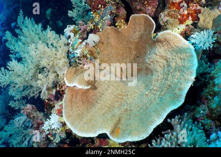 Grooved serpent coral (Pachyseris speciosa), Daedalus Reef dive site, Egypt, Red Sea Stock Photo