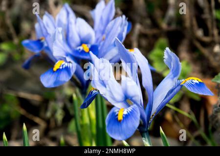 Pale Blue Iris 'Alida', Iris reticulata 'Alida', Blue, Irises, Close up, Reticulated Iris Stock Photo