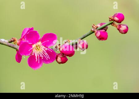 Prunus buds and blossom on branch, japanese apricot flower Stock Photo